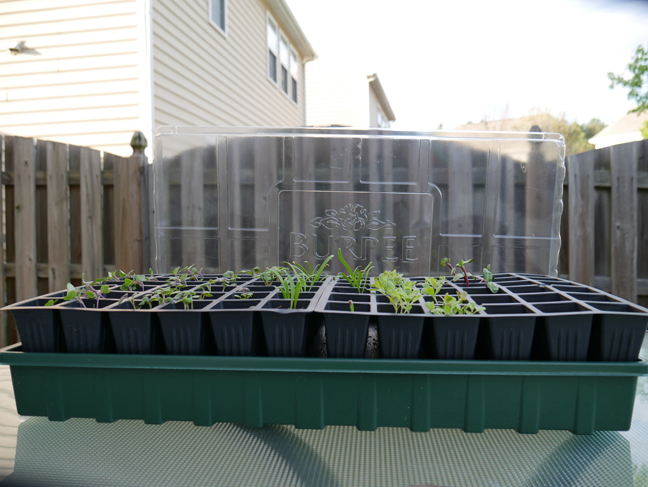 Planting seeds indoors, inside of seed starting trays, is a great way to help give you and your plants a head start on the upcoming outdoor growing season. Photo: Samuel Wilson