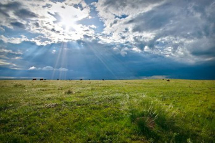 According to the non-profit WWF, grazing—when done right—is key to maintaining biological diversity and ecosystem health across the Northern Great Plains, According to the non-profit WWF, grazing—when done right—is key to maintaining biological diversity and ecosystem health across the Northern Great Plains.