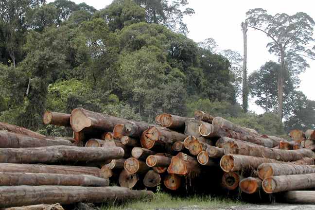 These logs are culled from an FSC-certified forestry operation in Sandakan on the northeast coast of Malaysia. Photo: Angela Sevin, FlickrCC.