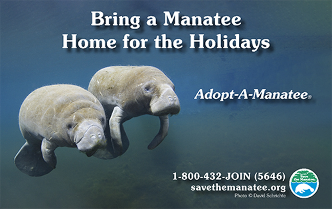 This year, bring a manatee home for the holidays when you Adopt-A-Manatee® from Save the Manatee Club. Of course, you can’t actually bring a manatee home, but these symbolic adoptions of real Florida manatees support manatee conservation efforts and make a caring holiday gift for family and friends.