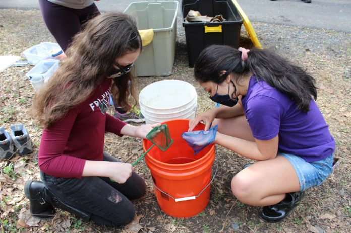 Highland Grade 7 students Destiney Decker (left) and Ely Meneses are pictured counting baby glass eels that they collected from Black Creek in Esopus on April 14.