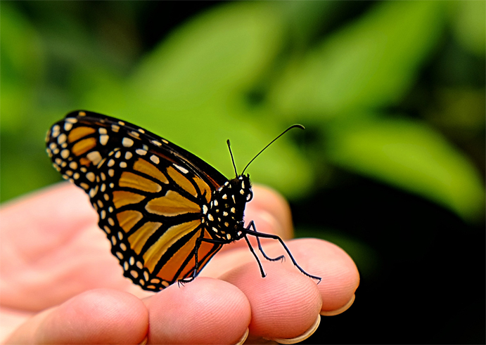 Join Nature Educators at the Hudson Highlands Nature Museum in Cornwall for Butterfly Day on Saturday, September 10 from 10am – 3pm.