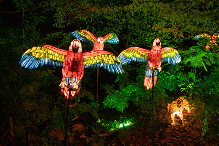 Bronx Zoo Holiday Lights Return With New Displays - Hudson Valley Press
