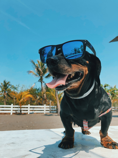 Here’s some tips on how to best travel with your furry friend so everyone enjoys a safe and happy holiday.