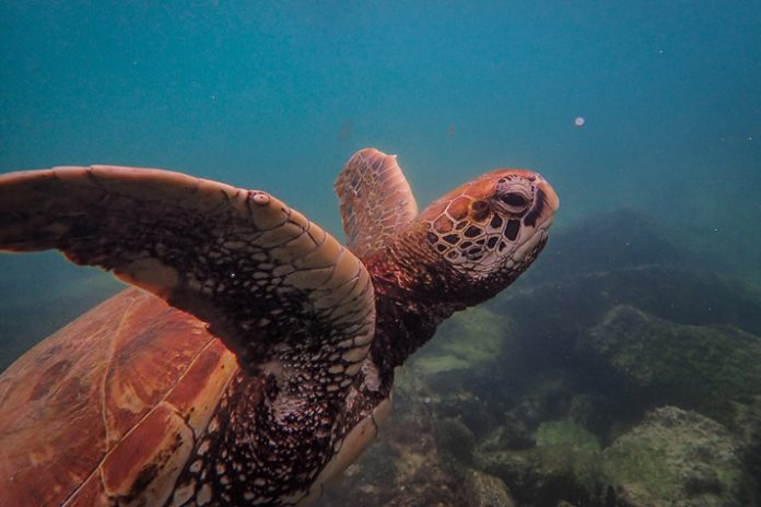 Since the dawn of the Industrial Age, global sea turtle populations have decreased by 2/3, with only 6.5 million sea turtles left today. Credit: Pexels.com