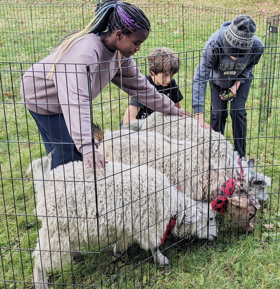 Students greet goats at Oakwood Friends School Harvest Festival.