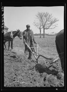 The sharecroppers and tenant farmers of Macon County, many of whom were Black, struggled with soils that had been exhausted and eroded. Photo: Arthur Rothstein, Courtesy of the Library of Congress