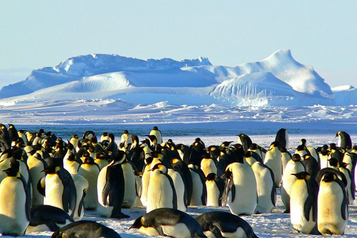 Understanding the challenges penguins face and the efforts being made to protect them is crucial to ensuring their survival. Credit: Pexels.com