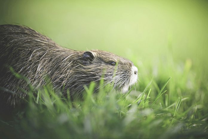 Rewilding is an effort to bring back nature by letting ecosystems fix themselves, mostly by putting native animals and plants back where they belong and cutting back on human interference. Credit: Pexels.com.
