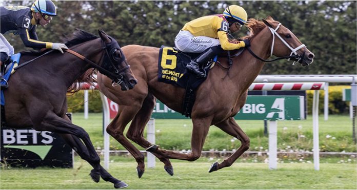 Stonestreet Stables’ dual graded stakes-placed Cadenza will look for her second career stakes win on Saturday. Photo: NYRA