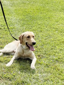 K-9 Argo is a one-year-old Labrador Retriever.